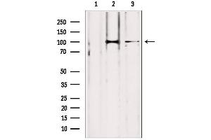 Western blot analysis of extracts from various samples, using LONP1 antibody. (LONP1 抗体  (C-Term))