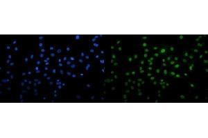 IF analysis of U2AF65/U2AF2 using anti-U2AF65/U2AF2 antibody (ABIN7600795). (U2AF2 抗体  (AA 238-470))