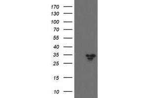 Image no. 2 for anti-Src-like-adaptor 2 (SLA2) antibody (ABIN1500946) (SLAP2 抗体)