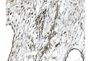 IHC analysis of GNG4 using anti-GNG4 antibody (ABIN7599461). (GNG4 抗体  (AA 1-52))