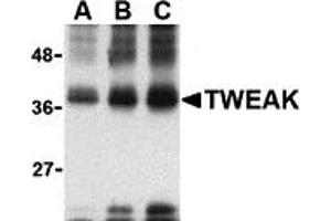 Western Blotting (WB) image for anti-Tumor Necrosis Factor (Ligand) Superfamily, Member 12 (TNFSF12) antibody (ABIN1031713) (TWEAK 抗体)