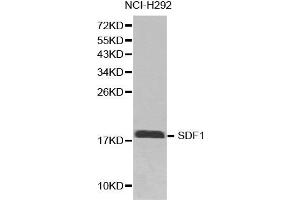 Western blot analysis of extracts of NCI-H292 cell line lysates, using CXCL12 antibody. (CXCL12 抗体)