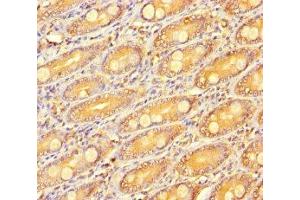 Immunohistochemistry of paraffin-embedded human small intestine tissue using ABIN7166936 at dilution of 1:100 (R-Spondin 3 抗体  (AA 22-272))