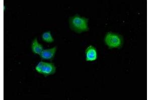 Immunofluorescent analysis of MCF-7 cells using ABIN7173328 at dilution of 1:50 and Alexa Fluor 488-congugated AffiniPure Goat Anti-Mouse IgG(H+L) (TFF3 抗体)
