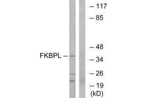 Western blot analysis of extracts from Jurkat cells, using FKBPL antibody. (FKBPL 抗体)