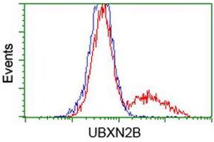 Image no. 1 for anti-UBX Domain Protein 2B (UBXN2B) antibody (ABIN1501659) (UBXN2B 抗体)