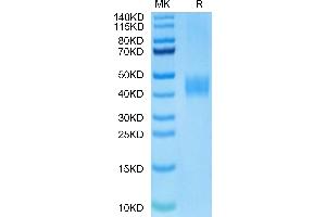 SDS-PAGE (SDS) image for CD276 (CD276) (AA 29-245) protein (His-Avi Tag,Biotin) (ABIN7273969)