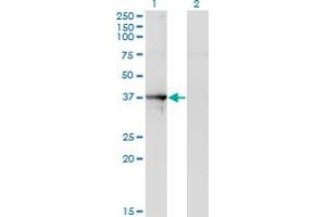 Western Blot analysis of SEPT1 expression in transfected 293T cell line by SEPT1 monoclonal antibody (M03), clone 1F12.
