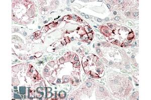 ABIN1781864 (5µg/ml) staining of paraffin embedded Human Kidney. (CA12 抗体  (AA 188-199))
