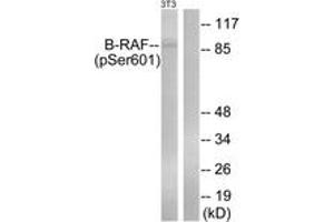 Western blot analysis of extracts from NIH-3T3 cells treated with EGF 200ng/ml 30', using B-RAF (Phospho-Ser602) Antibody. (SNRPE 抗体  (pSer602))