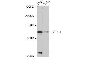 Western blot analysis of extracts of various cell lines, using ABCB1 antibody. (ABCB1 抗体)