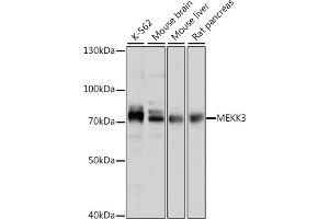 Western blot analysis of extracts of various cell lines, using MEKK3 antibody (ABIN7268652) at 1:1000 dilution. (MAP3K3 抗体  (AA 1-220))