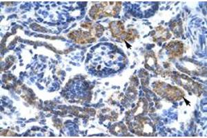 Immunohistochemical staining (Formalin-fixed paraffin-embedded sections) of human kidney with C4BPB polyclonal antibody  at 4-8 ug/mL working concentration. (C4BPB 抗体  (N-Term))