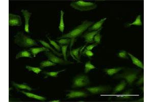 Immunofluorescence (IF) image for anti-NLR Family, Pyrin Domain Containing 2 (NLRP2) (AA 1-1062) antibody (ABIN950096)