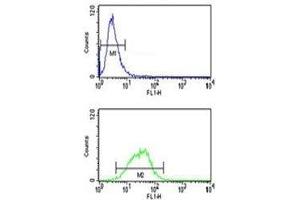 MAG antibody flow cytometry analysis of NCI-H460 cells (bottom histogram) compared to negative control cells (top histogram). (MAG 抗体  (AA 439-466))