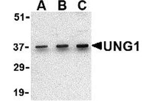 Western Blotting (WB) image for anti-Uracil-DNA Glycosylase (UNG) (C-Term) antibody (ABIN1030793) (UNG 抗体  (C-Term))