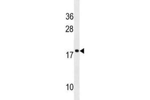 RPS17L antibody western blot analysis in NCI-H292 lysate. (RPS17L 抗体  (AA 77-103))