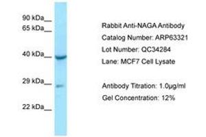 Image no. 1 for anti-N-Acetylgalactosaminidase, alpha (NAGA) (AA 71-120) antibody (ABIN6749967) (NAGA 抗体  (AA 71-120))