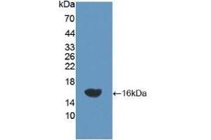 Detection of Recombinant NEP, Rat using Polyclonal Antibody to Neprilysin (CD10) (MME 抗体  (AA 32-164))
