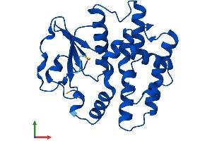 Protein Structure (PS) image for Glutathione S-Transferase omega 2 (GSTO2) (AA 1-243) protein (His tag) (ABIN7548233)