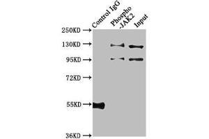 Immunoprecipitating Phospho-JAK2 in Hela whole cell lysate treated with Pervanadate Lane 1: Rabbit control IgG(1 μg)instead of ABIN7127703 in Hela whole cell lysate treated with Pervanadate. (Recombinant JAK2 抗体  (pTyr1007, pTyr1008))