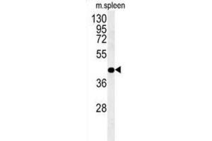 Western Blotting (WB) image for anti-Phosphogluconate Dehydrogenase (PGD) antibody (ABIN3002350) (PGD 抗体)