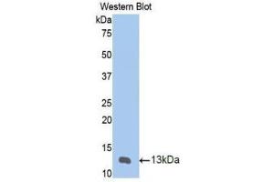 Western Blotting (WB) image for anti-Matrix Metallopeptidase 12 (Macrophage Elastase) (MMP12) (AA 20-99) antibody (ABIN1172857) (MMP12 抗体  (AA 20-99))