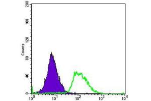 Flow cytometric analysis of Hela cells using PODXL mouse mAb (green) and negative control (purple). (PODXL 抗体)