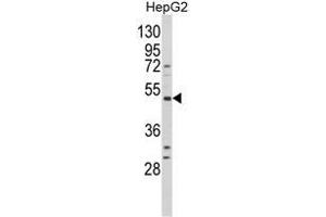Western blot analysis of BDKRB1 Antibody (Center) in HepG2 cell line lysates (35ug/lane). (BDKRB1 抗体  (Middle Region))