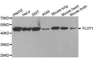 Western blot analysis of extracts of various cell lines, using FLOT1 antibody. (Flotillin 1 抗体  (AA 128-427))