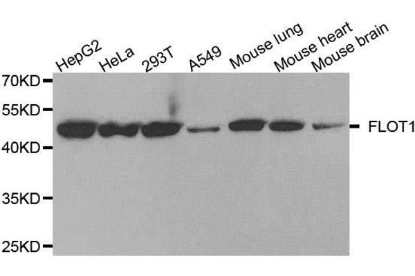 Flotillin 1 anticorps  (AA 128-427)