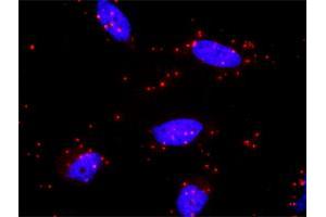 Proximity Ligation Analysis of protein-protein interactions between MAPK8 and MAP2K7. (MAP2K7 抗体  (AA 1-99))