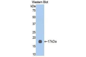 Western Blotting (WB) image for anti-Cyclin-Dependent Kinase 2 (CDK2) (AA 94-212) antibody (ABIN1175177) (CDK2 抗体  (AA 94-212))