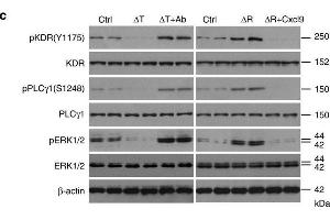 Western Blotting (WB) image for anti-Mitogen-Activated Protein Kinase 1 (MAPK1) (AA 200-300) antibody (ABIN3020728)