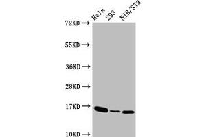 Western Blot  Positive WB detected in:Hela whole cell lysate,293 whole cell lysate,NIH/3T3 whole cell lysate  All lanes:Phospho-Histone H3 (T3) antibody at 1. (Recombinant Histone H3.3 抗体  (pThr3))