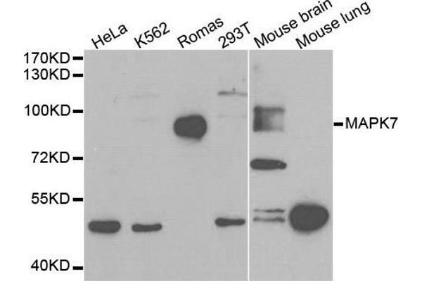 MAPK7 抗体  (AA 1-310)