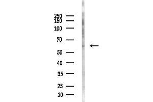 Western blot analysis of lysates from Mouse testis, using SLC22 Antibody at 1/1000 dilution.