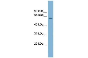 Western Blot showing MYBPH antibody used at a concentration of 1-2 ug/ml to detect its target protein. (MYBPH 抗体  (Middle Region))