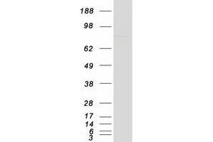 Western Blotting (WB) image for NFKB Repressing Factor (NKRF) protein (Myc-DYKDDDDK Tag) (ABIN2727351)