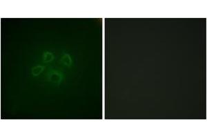 Immunofluorescence (IF) image for anti-Growth Factor Receptor-Bound Protein 10 (GRB10) (AA 33-82) antibody (ABIN2888873) (GRB10 抗体  (AA 33-82))