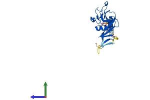 Protein Structure (PS) image for C-Type Lectin Domain Family 4, Member E (CLEC4E) (AA 1-219) protein (His tag) (ABIN7553483)