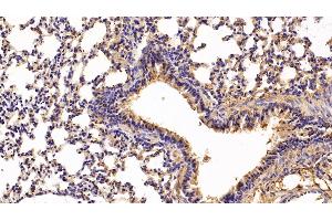 Detection of CFD in Mouse Lung Tissue using Polyclonal Antibody to Complement Factor D (CFD) (Adipsin 抗体  (AA 1-259))