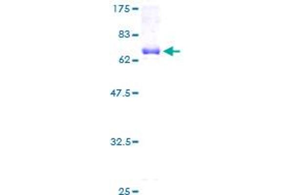 Cyclin K Protein (CCNK) (AA 1-354) (GST tag)