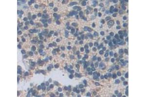 IHC-P analysis of Mouse Tissue, with DAB staining. (CXCL13 抗体  (AA 22-109))