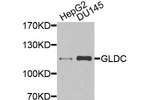 Western blot analysis of extracts of various cells, using GLDC antibody. (GLDC 抗体)