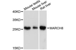 Western blot analysis of extracts of various cell lines, using MARCH8 antibody. (MARCH8 抗体)