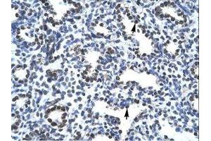 Image no. 1 for anti-Activated RNA Polymerase II Transcriptional Coactivator p15 (SUB1) (N-Term) antibody (ABIN307415) (SUB1 抗体  (N-Term))