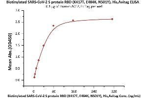 Immobilized Human ACE2, Fc Tag (ABIN6952459,ABIN6952465) at 1 μg/mL (100 μL/well) can bind Biotinylated SARS-CoV-2 S protein RBD (K417T, E484K, N501Y), His,Avitag (ABIN6992372) with a linear range of 2-78 ng/mL (QC tested).
