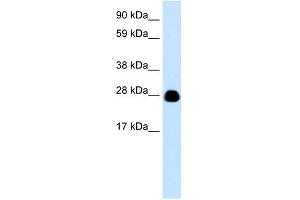 YWHAH antibody (70R-10462) used at 0. (14-3-3 eta 抗体  (N-Term))