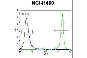 Flow cytometric analysis of NCI-H460 cells (right histogram) compared to a negative control cell (left histogram). (GDF15 抗体  (N-Term))